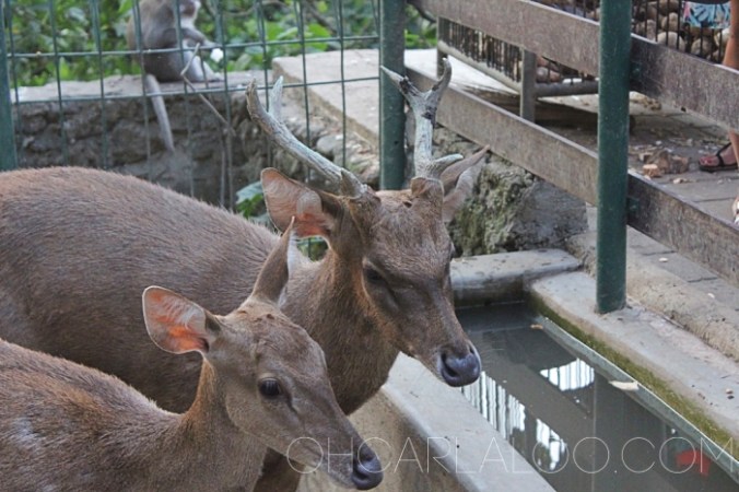 They're stinky up close but also pretty.  Hahahaha.