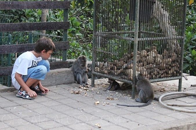 This young man caught our attention.  He was just staring so intently at the monkeys and the deer.  Then he started feeding each one.  Then he started coming to them this close.  And the slightly freaky thing is, the animals didn't show any shyness or retaliation from the interaction.  