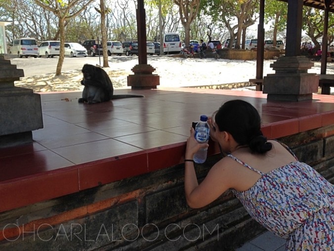 He just walked up to this platform and started eating his sweet potatoes. Eh. Normal day. 